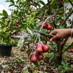 10 Cara Ampuh Basmi Kutu Putih pada Tanaman Buah Tanpa Kimia