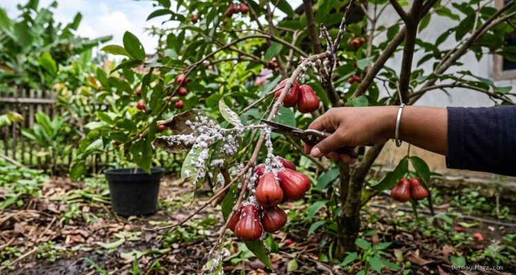 10 Cara Ampuh Basmi Kutu Putih pada Tanaman Buah Tanpa Kimia