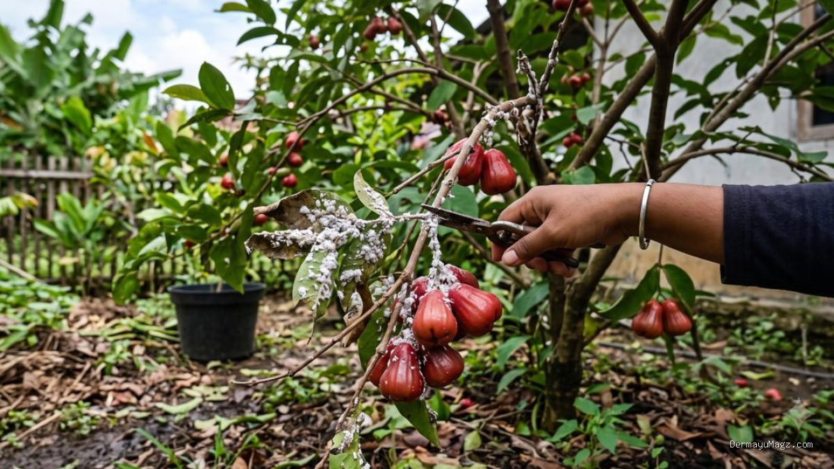 10 Cara Ampuh Basmi Kutu Putih pada Tanaman Buah Tanpa Kimia