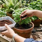 10 Cara Efektif Mengolah Ampas Kopi agar Tidak Terbuang Sia-sia