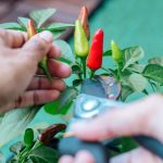 10 Kesalahan Tanam Cabai di Pekarangan yang Mengundang Hama
