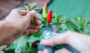 10 Kesalahan Tanam Cabai di Pekarangan yang Mengundang Hama