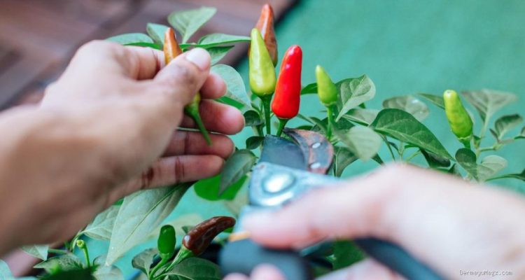 10 Kesalahan Tanam Cabai di Pekarangan yang Mengundang Hama