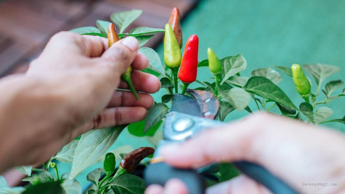 10 Kesalahan Tanam Cabai di Pekarangan yang Mengundang Hama