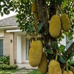 11 Jenis Pohon Buah Beraroma Harum, Pilihan Terbaik untuk Pekarangan