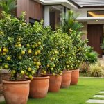 12 Pohon Buah dalam Pot Berbuah Sepanjang Tahun, Kebun Jadi Panen!