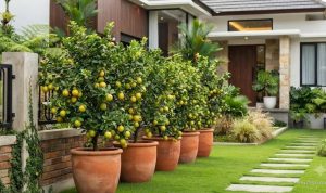 12 Pohon Buah dalam Pot Berbuah Sepanjang Tahun, Kebun Jadi Panen!