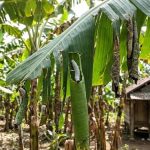 6 Cara Ampuh Basmi Ulat Penggulung Daun Pisang agar Tetap Sehat