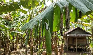 6 Cara Ampuh Basmi Ulat Penggulung Daun Pisang agar Tetap Sehat