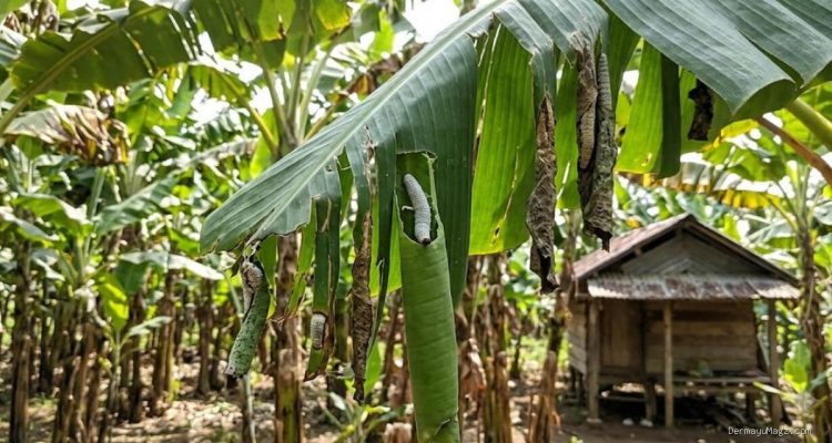 6 Cara Ampuh Basmi Ulat Penggulung Daun Pisang agar Tetap Sehat