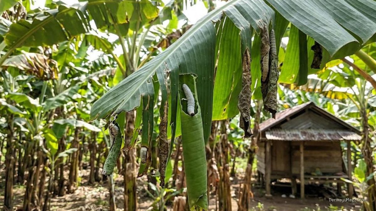6 Cara Ampuh Basmi Ulat Penggulung Daun Pisang agar Tetap Sehat