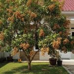 7 Cara Ampuh Atasi Daun Kelengkeng Menguning dan Cepat Rontok