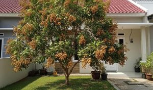7 Cara Ampuh Atasi Daun Kelengkeng Menguning dan Cepat Rontok