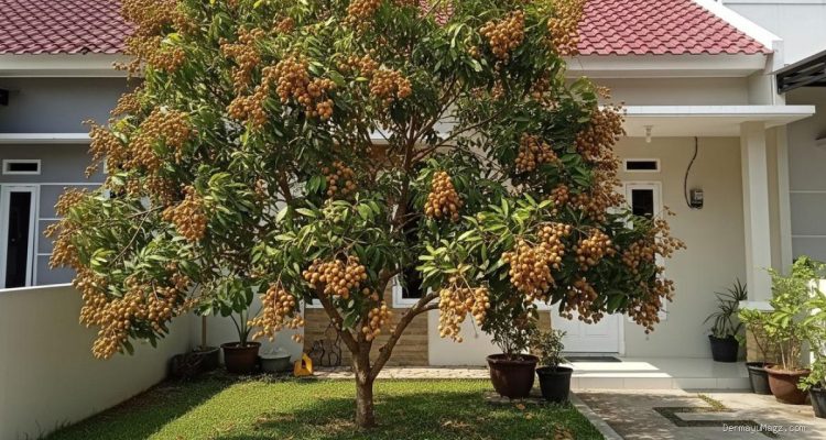 7 Cara Ampuh Atasi Daun Kelengkeng Menguning dan Cepat Rontok