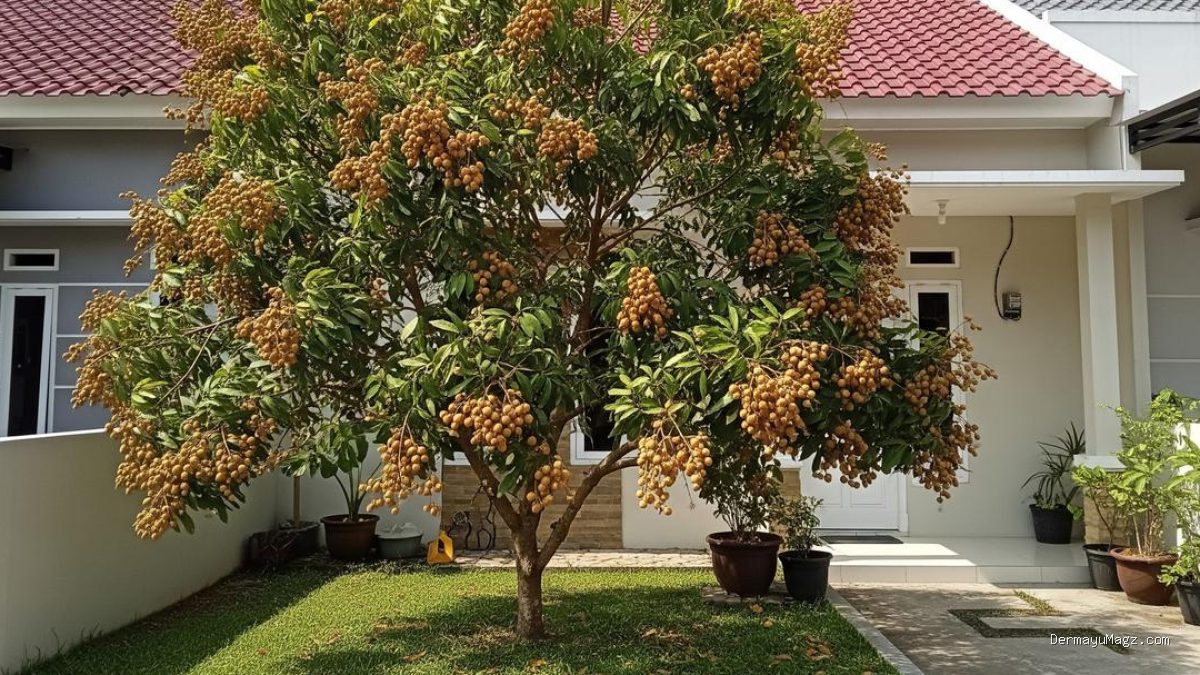 7 Cara Ampuh Atasi Daun Kelengkeng Menguning dan Cepat Rontok