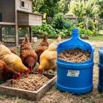 7 Cara Praktis Fermentasi Pakan Ayam Pakai Galon Bekas di Rumah