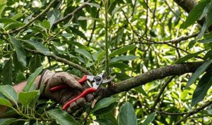 7 Kekeliruan Pemangkasan Pohon Alpukat yang Malah Memicu Pertumbuhan Tinggi