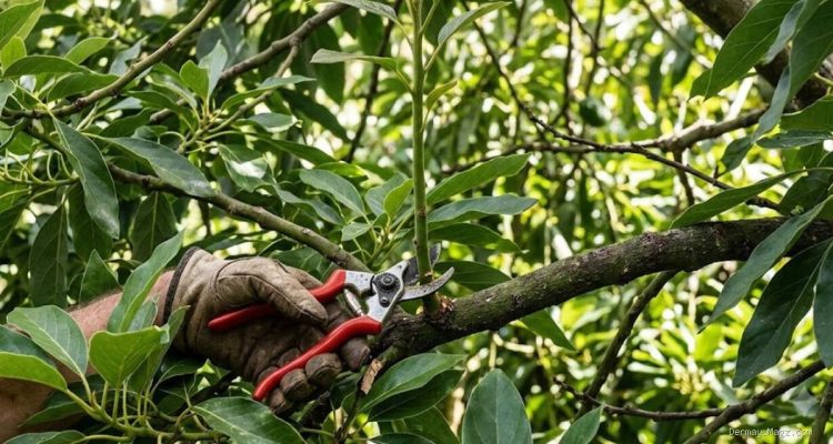 7 Kekeliruan Pemangkasan Pohon Alpukat yang Malah Memicu Pertumbuhan Tinggi