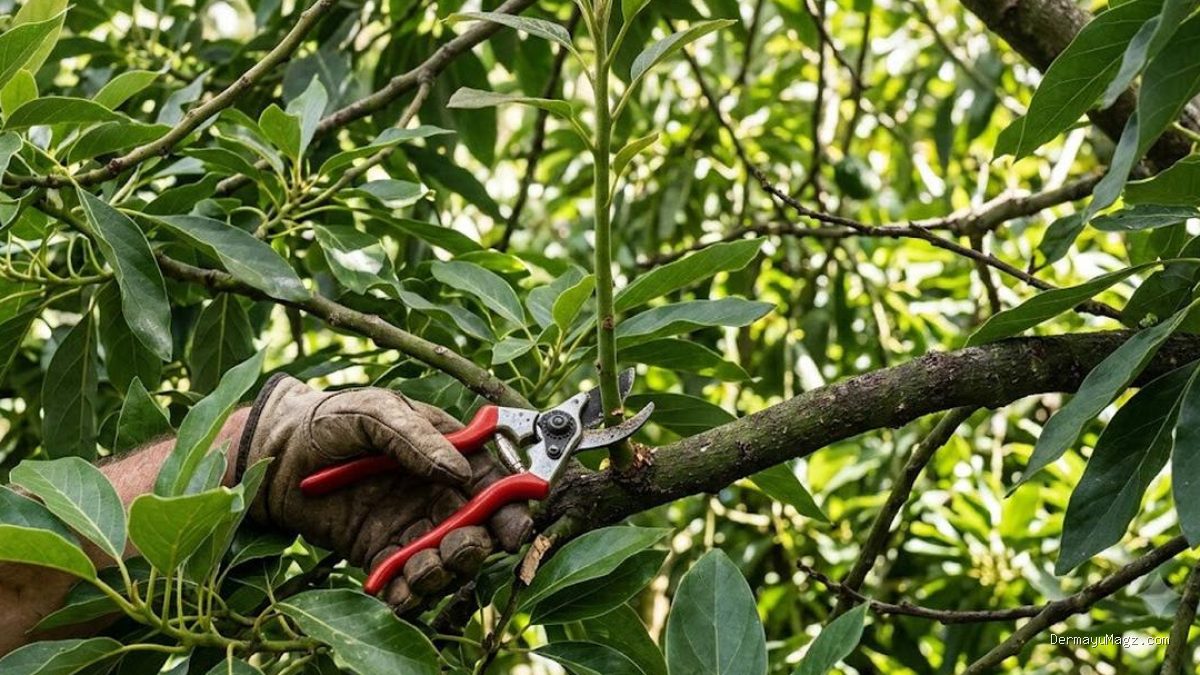 7 Kekeliruan Pemangkasan Pohon Alpukat yang Malah Memicu Pertumbuhan Tinggi
