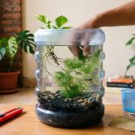 7 Langkah Membuat Kolam Mini dari Galon Bekas Tanpa Aerator agar Air Jernih dan Ikan Sehat