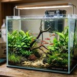 8 Jenis Ikan Hias Mungil yang Ideal untuk Akuarium Meja Kerja, Percantik Ruangan dengan Ketenangan