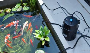 8 Langkah Praktis Membuat Kolam Mini Estetik dari Barang Bekas