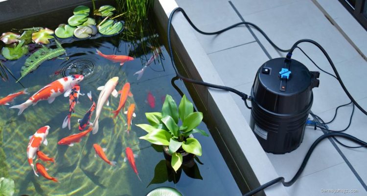 8 Langkah Praktis Membuat Kolam Mini Estetik dari Barang Bekas