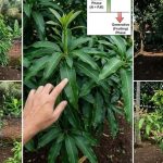 9 Penyebab Pohon Mangga Subur Daun tapi Sulit Berbuah, Wajib Cek!