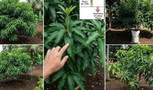 9 Penyebab Pohon Mangga Subur Daun tapi Sulit Berbuah, Wajib Cek!