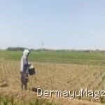 Babinsa Koramil Terisi Turun ke Sawah, Ini Misi Penting di Indramayu