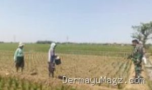 Babinsa Koramil Terisi Turun ke Sawah, Ini Misi Penting di Indramayu