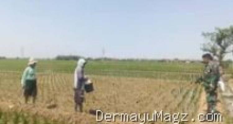 Babinsa Koramil Terisi Turun ke Sawah, Ini Misi Penting di Indramayu