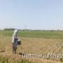 Babinsa Koramil Terisi Turun ke Sawah, Ini Misi Penting di Indramayu