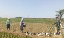 Babinsa Koramil Terisi Turun ke Sawah, Ini Misi Penting di Indramayu