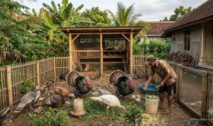 Budidaya Ayam Kalkun di Rumah: Hobi Menjadi Bisnis