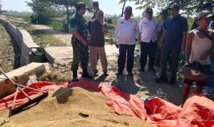 Bulog Indramayu Serap Gabah Pecah Rekor: 158 Ribu Ton!