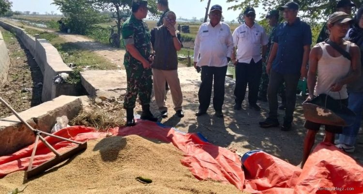 Bulog Indramayu Serap Gabah Pecah Rekor: 158 Ribu Ton!