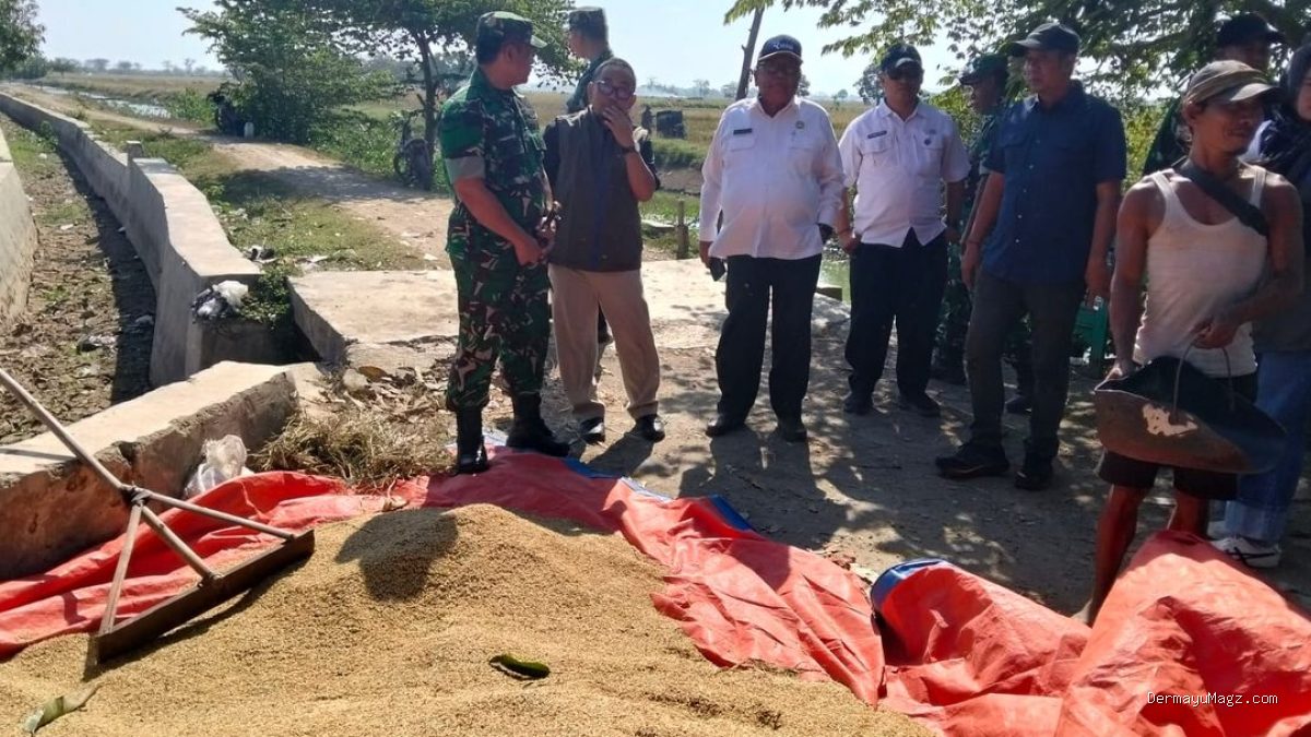 Bulog Indramayu Serap Gabah Pecah Rekor: 158 Ribu Ton!