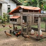 Cara Efektif Mencegah Penyakit pada Ayam yang Jarang Diketahui Peternak