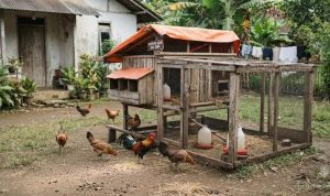 Cara Efektif Mencegah Penyakit pada Ayam yang Jarang Diketahui Peternak
