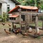Cara Efektif Mencegah Penyakit pada Ayam yang Jarang Diketahui Peternak