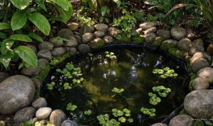 DIY Kolam Mini Natural dari Galon Bekas: 8 Tips Estetik & Unik
