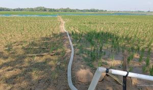 DKPP Indramayu: Normalisasi Irigasi Selamatkan 13 Ribu Hektare Sawah