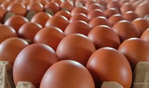 harga-telur-di-pasar-terisi-indramayu-tembus-rp30-ribu-per-kg-72596 Harga Telur di Pasar Terisi Indramayu Tembus Rp30 Ribu per Kg