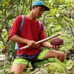 Indonesia Memasok Hampir Separuh Olahan Kakao di Asia