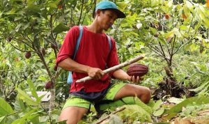 Indonesia Memasok Hampir Separuh Olahan Kakao di Asia