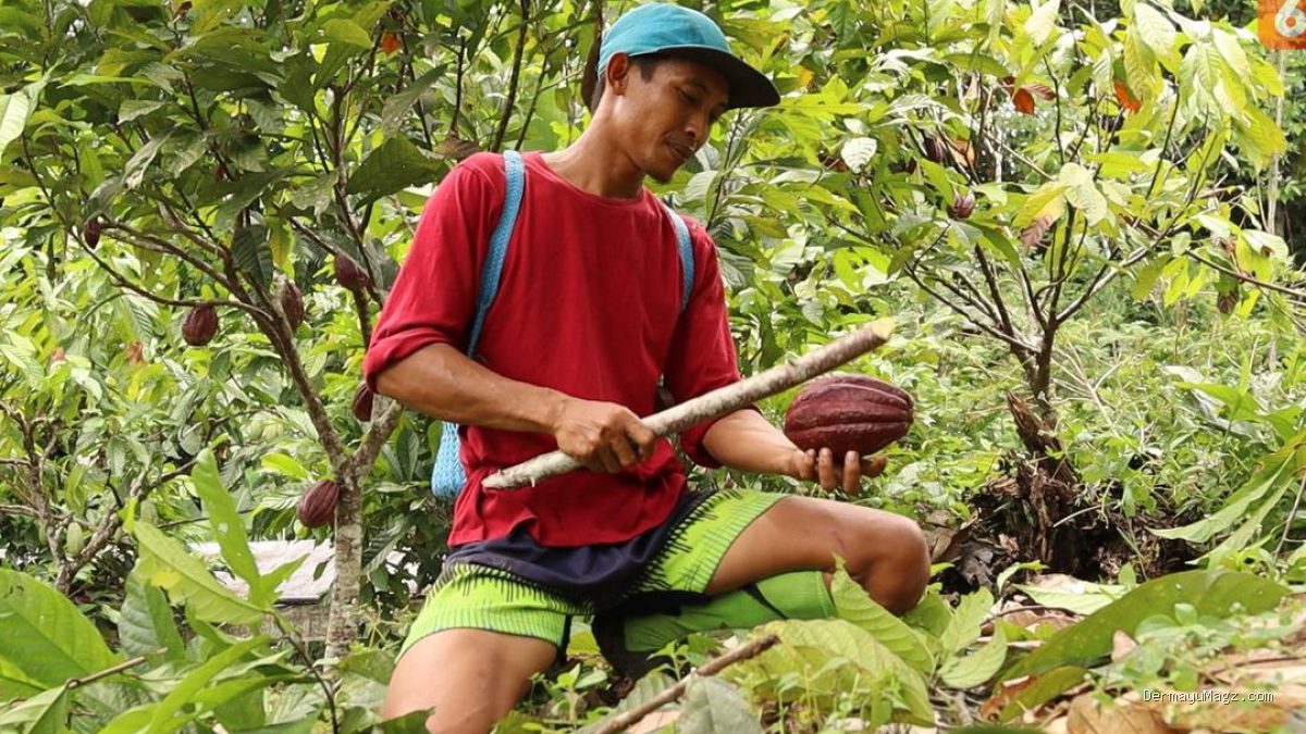 Indonesia Memasok Hampir Separuh Olahan Kakao di Asia