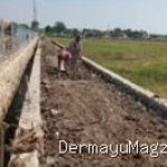 Indramayu Geger: TPT Karangampel & UPTD Disambut Positif, Petani Optimis Panen 6 Juli 2026