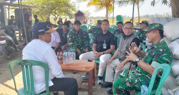Koramil Krangkeng Kawal Dandim Turun ke Sawah, Serap Gabah Petani