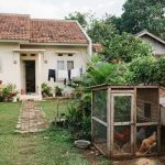 Panduan Menentukan Ukuran Kandang Ayam yang Tepat untuk Rumah Type 36 bagi Pemula